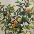 韩芙芸