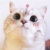 侯杉萌