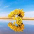 马显芳