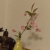 李莉